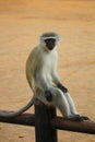 Taking rest vervet monkey on the fence. Funny photo. Kruger Park. South Africa. Royalty Free Stock Photo