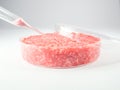 Artificial meat research Royalty Free Stock Photo