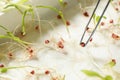 Taking sprouted corn seed from container with tweezers. Laboratory analysis Royalty Free Stock Photo