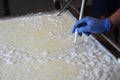 Cheesemaker taking the temperature of the cut curd. Royalty Free Stock Photo