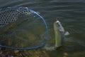 Taking trout salmon fish by landing net in water. Area fishing background