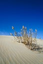 Dry Reed Growing in desert under blue sky Royalty Free Stock Photo