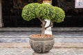 Tako tree bending in a garden.Bonsai Ebony element tree for decorate architect design.