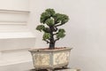 Tako tree bending in a garden.Bonsai Ebony element tree for decorate architect design.