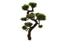 Tako trees bending on isolate white background. Royalty Free Stock Photo