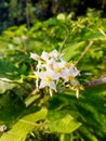Takokak Flower in the garden