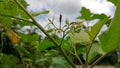 takokak fruit flowers that have bloomed