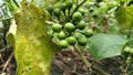 takokak fruit that grows wild in the yard of the house