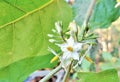 Takokak Herbal Plants