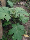 Takokak plant with wide leaves