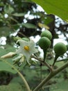 Takokak or sparrow eggplant.