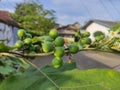 Takokak tree