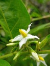 Takokak vegetable flower that is blooming.