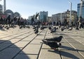 Taksim Square Birds in Turkey