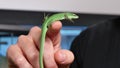 Takydromus Dorsalis Lizard Reptile Closeup