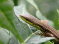 Takydromus formosanus, also known as the Formosan grass lizard