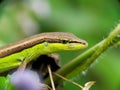 Takydromus sexlineatus, the Asian grass lizard Royalty Free Stock Photo
