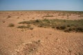 Takyr desert with sparse vegetation spring in Kalmykia