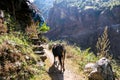 Tal - A cow wandering along Annapurna Circuit Trek Royalty Free Stock Photo