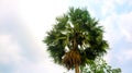 Tal gach. English name: Palmyra-palm, Brab Tree. Habitat :Borassus flabellifer