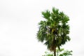 Tal gach. English name: Palmyra-palm, Brab Tree. Habitat :Borassus flabellifer