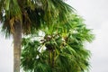 Tal gach. English name: Palmyra-palm, Brab Tree. Habitat :Borassus flabellifer