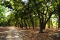 Tala zone forest, Bandhavgarh, Madhya Pradesh, India