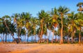 Talaimannar village, Mannar island, Sri Lanka, South Asia. Fishing huts, Indian Ocean, sand, coconut palms