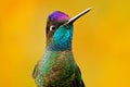 Talamanca admirable hummingbird, Eugenes spectabilis, detail bill portrait of beautiful bird. Wildlife scene from nature. Detail