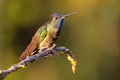 Talamanca Admirable Hummingbird - Eugenes spectabilis is large hummingbird living in Costa Rica and Panama