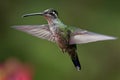 Talamanca Admirable Hummingbird - Eugenes spectabilis is large hummingbird living in Costa Rica and Panama Royalty Free Stock Photo
