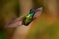 Talamanca Admirable Hummingbird - Eugenes spectabilis is large hummingbird living in Costa Rica and Panama.  Beautiful green and Royalty Free Stock Photo