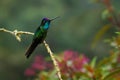 Talamanca Admirable Hummingbird - Eugenes spectabilis is large hummingbird living in Costa Rica and Panama. Beautiful green and