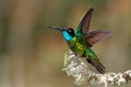 Talamanca Admirable Hummingbird - Eugenes spectabilis is large hummingbird living in Costa Rica and Panama.  Beautiful green and Royalty Free Stock Photo