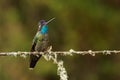 Talamanca Admirable Hummingbird - Eugenes spectabilis is large hummingbird living in Costa Rica and Panama.  Beautiful green and Royalty Free Stock Photo