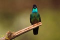 Talamanca Admirable Hummingbird - Eugenes spectabilis is large hummingbird living in Costa Rica and Panama.  Beautiful green and Royalty Free Stock Photo