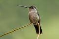 Talamanca hummingbird portrait