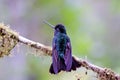 Talamanca Hummingbird 837196
