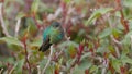 talamanca hummingbird sleeping while perched on a shrub at costa rica