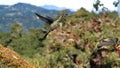 Talamanca hummingbirds in flight