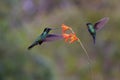 Talamanca Hummingbirds  837223 Royalty Free Stock Photo