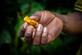 Talamanca Jungle, Costa Rica - Fresh Turmeric Growing outside the Tsiru Ue Cocoa House Talamanca Jungle Costa Rica