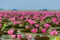 Talay Bua Daeng or Nymphaea pubescens Willd. sea with tourist boats at Nong Han marsh. Royalty Free Stock Photo