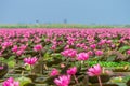 Talay Bua Daeng or Red indian water lily sea at Nong Han marsh in Kumphawapi district, Udon Thani, Thailand. Royalty Free Stock Photo