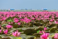 Talay Bua Daeng or Red indian water lily sea with tourist boats at Nong Han marsh. Royalty Free Stock Photo