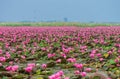 Talay Bua Daeng or Red water lily sea at Nong Han marsh in Kumphawapi district, Udon Thani, Thailand. Royalty Free Stock Photo