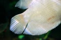 Tale of Albino giant gourami (Osphronemus goramy) fish, large gourami native to Southeast Asia