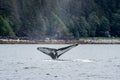 Tale of a black whale in a water with nature on the background