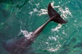 Tale of Bottle-nose dolphin above the water