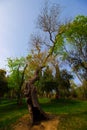 Tale Tree, Charming Tree, Spring Time For Turkey, Grassy Field Royalty Free Stock Photo